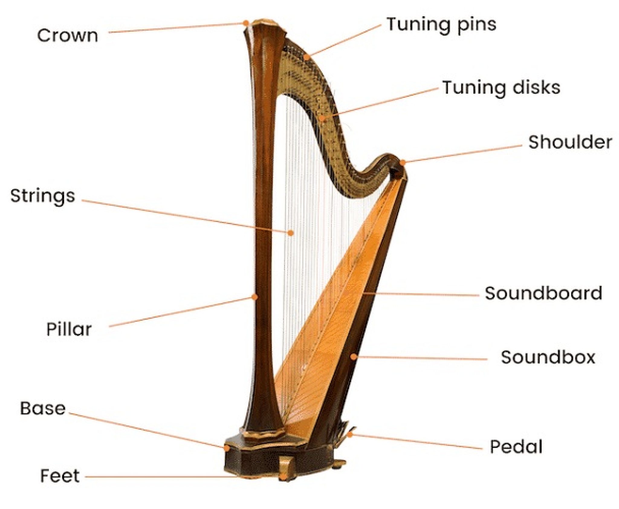 Celtic Harp vs Regular Harp? Basic Difference Between Them!