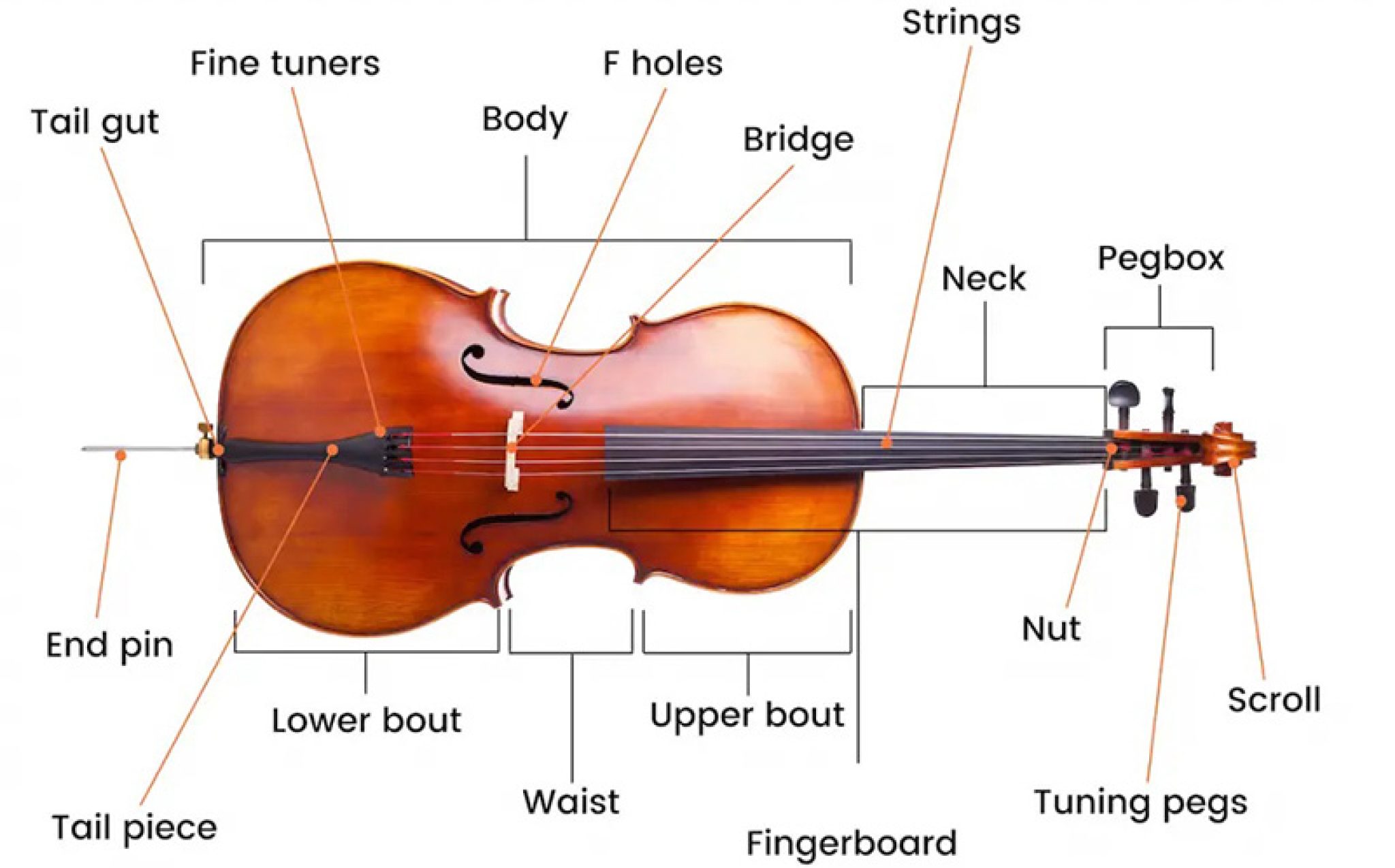 Cello Parts - Learn About Cello Structure And Anatomy 2023!